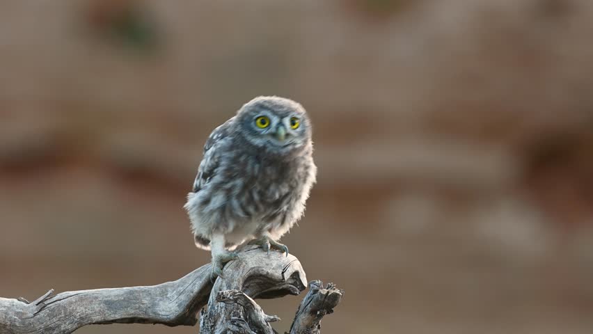 Beautiful little owl in the wild. Young owl Athena noctua. Cute bird turns his head funny. Slow motion. Sounds of nature. Royalty-Free Stock Footage #1099066669
