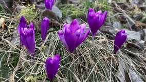Purple crocuses bloom in a clearing. For video presentation, advertising.