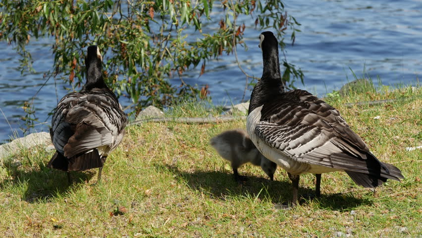 Canada geese with her young in Stockholm Sweden