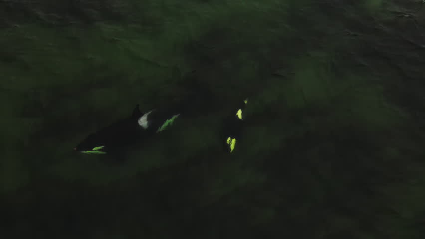 A large killer whale and its cub swim at a shallow depth.