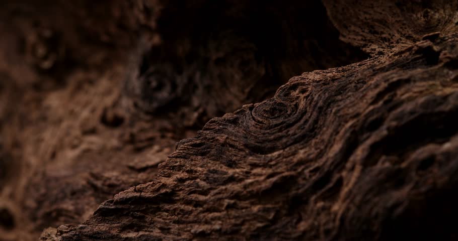 Brown old snag. aged wood texture. driftwood closeup. macro shot. High quality 4k footage