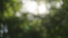 Beautiful Rich green vibrant natural video bokeh abstract background. green leaves of a tree waving in wind.Defocused leaves of trees and soft sunset sunlight through branches and leaf.4k slow motion