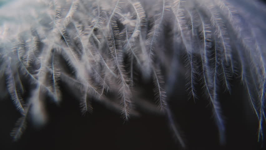 Slow motion feather background. Macro. Close up. White fluff in black background | Shutterstock HD Video #1099077025