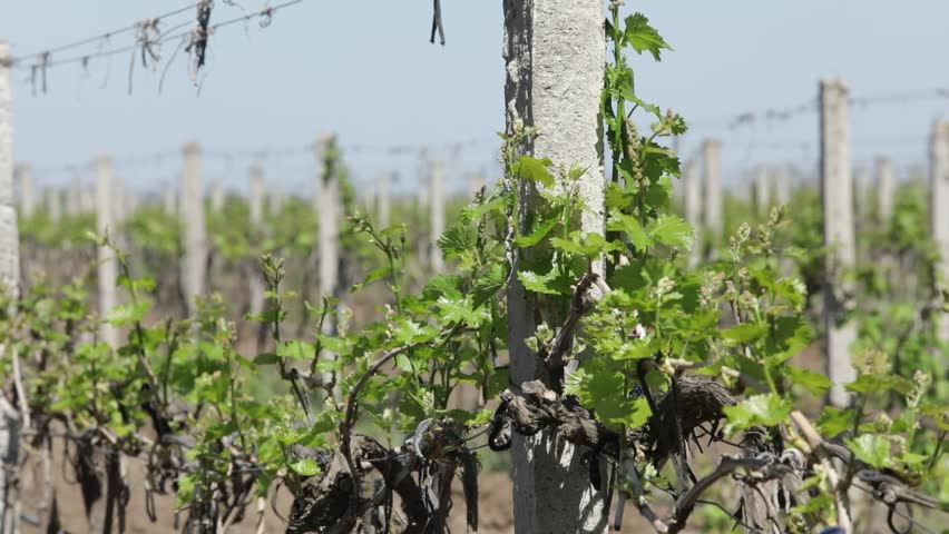Vineyard plantation in spring under hot sun. Rows of grape bushes against a clear sky. Concrete posts with wire hold grapes