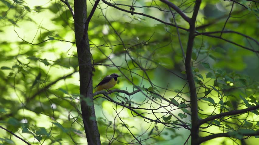 The gray wagtail (Motacilla cinerea, male), perching on a tree branch, looks around and rests. Summer forest, warm colors. A rare yellow bird.