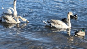 Beautiful white swans and ducks swim together in beautiful water. Stock video. 4K