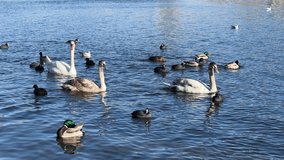 Beautiful swans and ducks swim together in beautiful water. Stock video. 4K