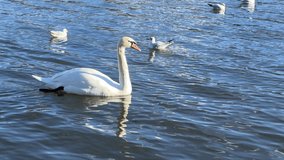 A charming white swan swimming in beautiful blue water. The luxurious white swan swimming surrounded by seagulls. Stock video. 4K