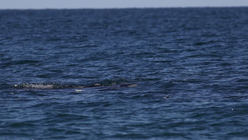 Southern right whale in puerto madryn, argentina | Shutterstock HD Video #1099085589