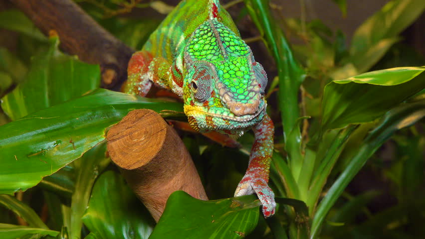 The graceful chameleon (Chamaeleo gracilis), multi-colored chameleon in the stage of excitement in the terrarium Royalty-Free Stock Footage #1099087359