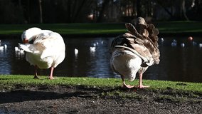 Two goose grooming their feathers in the park