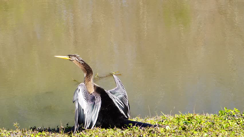 Anhinga spread wing and take a sun bath in front of a pond in Tampa area