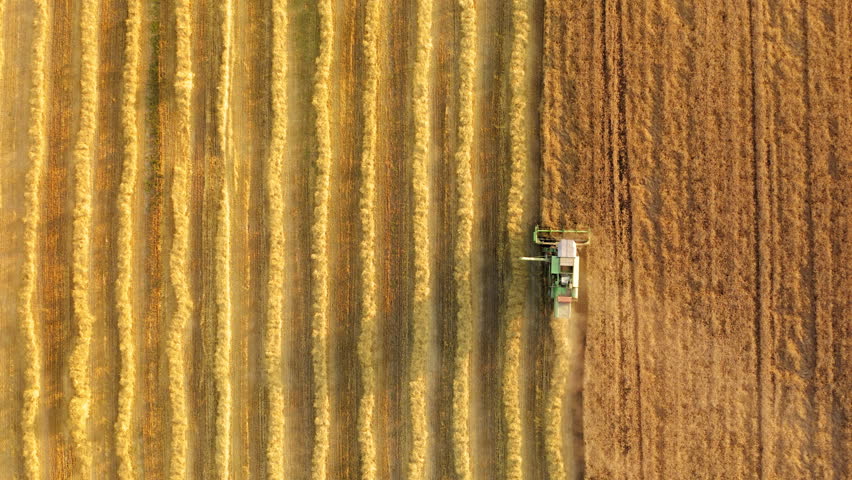 Growing and harvesting of the crops within agricultural farm. Aerial view of a tractor picking up yields. High quality 4k footage - Powered by Shutterstock - Get 15% off with code: PIKWIZARD15