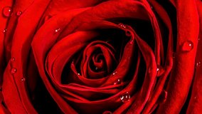 Red rose with water drops close up. The texture of the petals of a scarlet rose flower. 4k macro raw slow motion video 60 fps with slow camera movement. - Powered by Shutterstock - Get 15% off with code: PIKWIZARD15