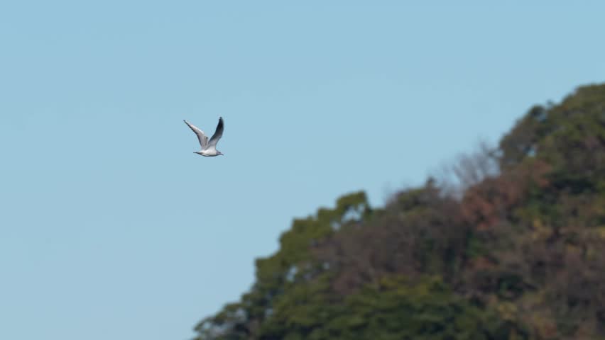 black headed gull in a seashore
