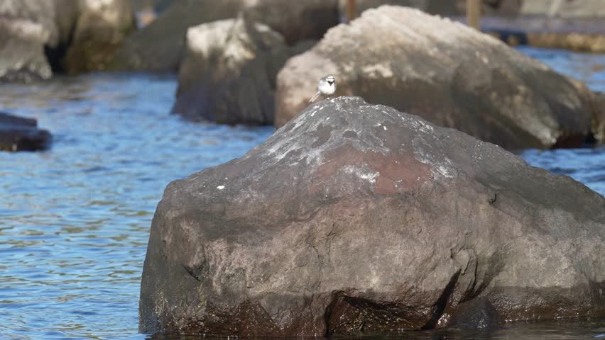 white wagtail is on a rock