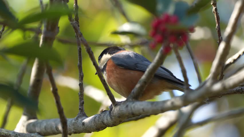 varied tit is in a forest