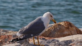 Seagull Drinking Water on Cliffs by the Sea Footage.