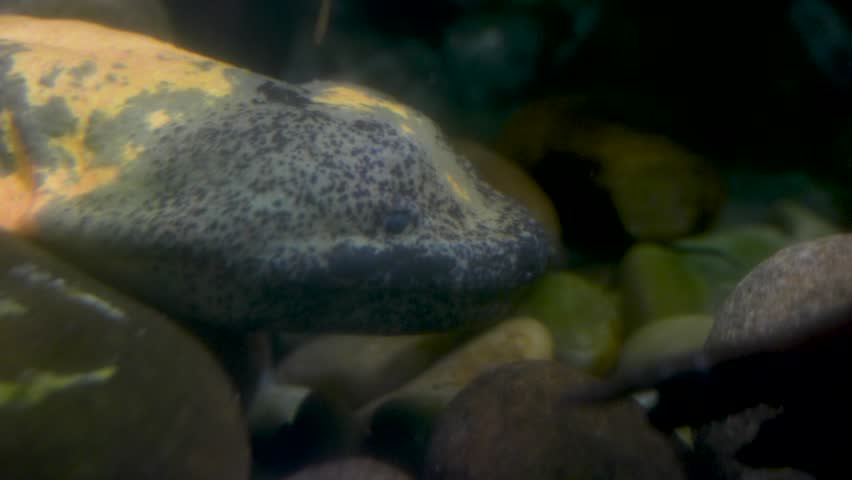 Salamander giant salamander underwater close-up
