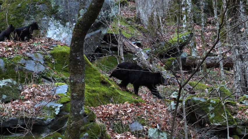 American Black Bear Walking through Rocky Forest in the Smoky Mountains