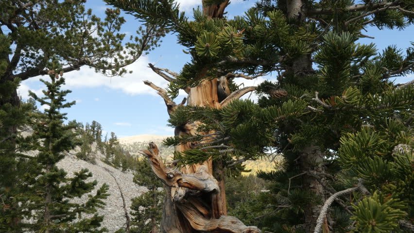 Reveal of Twisted Ancient Bristlecone Pine Tree in Great Basin Nevada