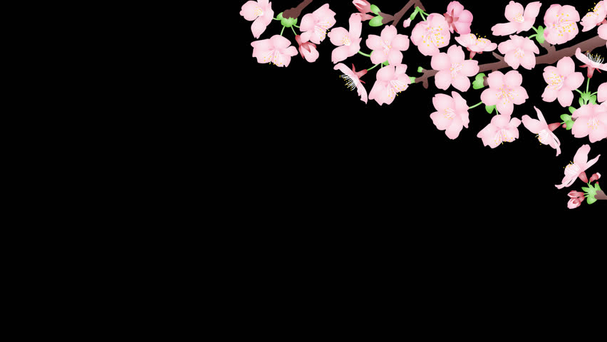 A video of cherry blossoms swaying in the wind. 4k loop animation with alpha channel. Royalty-Free Stock Footage #1099103243