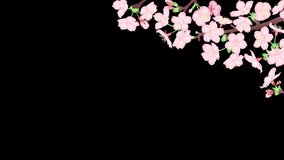 A video of cherry blossoms swaying in the wind. 4k loop animation with alpha channel.