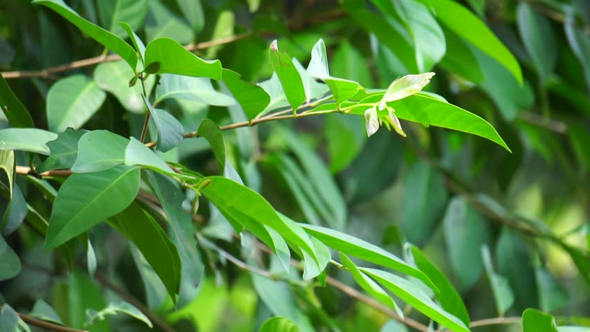 Green Bay leaf leaves hanging on the tree. Bay leaf is one of herbs and use for cooking. Indonesian call it daun salam Royalty-Free Stock Footage #1099103447