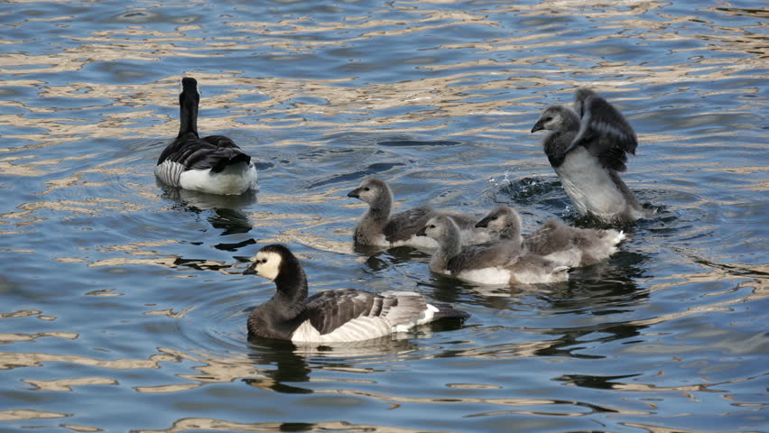 Family Canada geese with young in the water in Stockholm Sweden