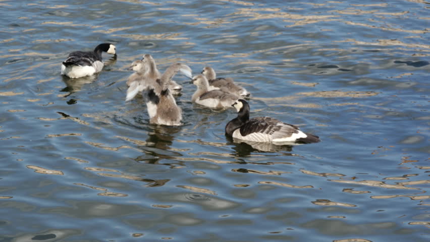 Family Canada geese with young in the water in Stockholm Sweden