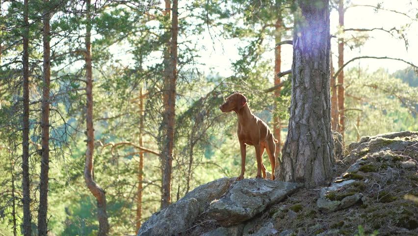 Hungarian Vizsla in the forest at sunset. Dog in nature. Hiking with a pet in woods Royalty-Free Stock Footage #1099110441