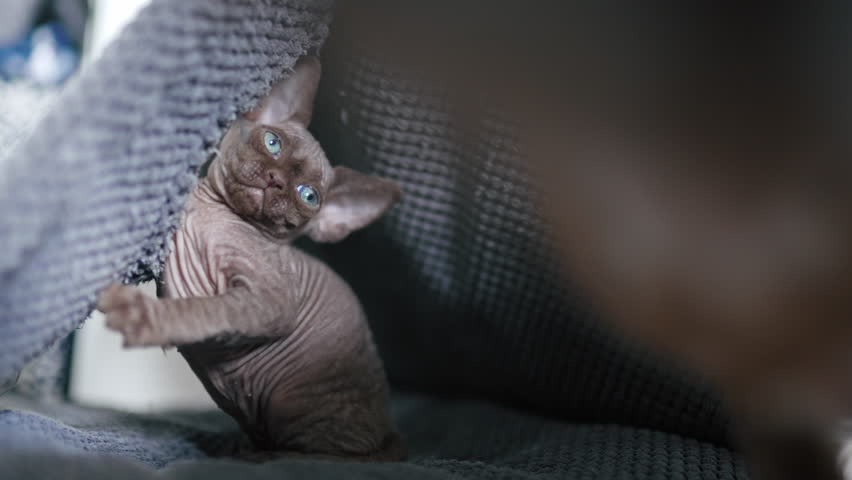 Brown Devon Rex cat sitting inside a cat house. High quality 4k footage Royalty-Free Stock Footage #1099110749
