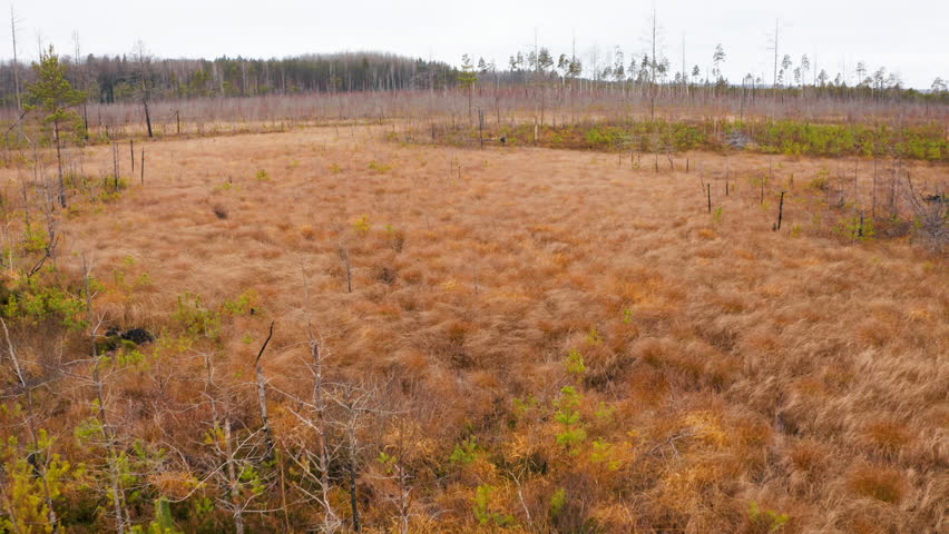 Swamp in autumn landscape, aerial view, Belarus, Europe