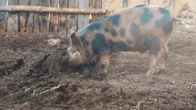 pigs on farm. pig running on farm on the ground slow agribusiness motion video. pigs on farm business natural farming concept. pig is digging the ground