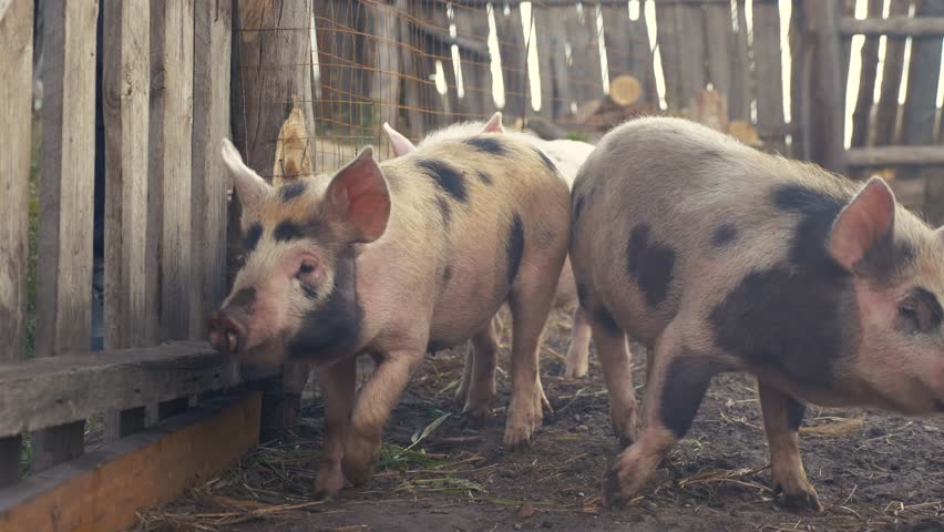 Davidsfarm Pig Video