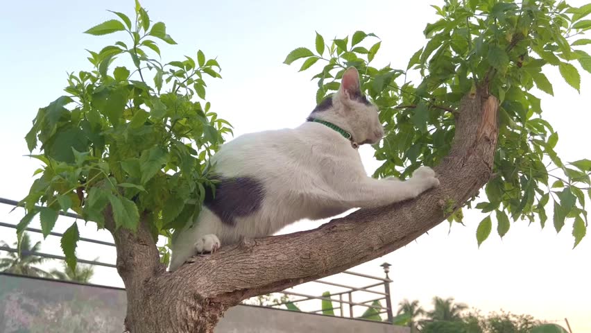 cat stuck in a tree inside the garden of the house
