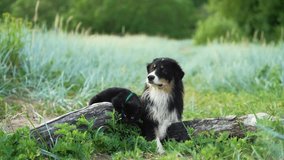 Dog and a black cat lie on a log and communicate. Tricolor Australian Shepherd in nature. Happy pets - Powered by Shutterstock - Get 15% off with code: PIKWIZARD15