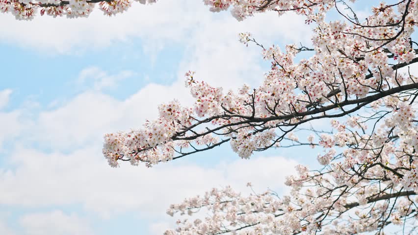 Cherry blossomes concept. Japanese sakura. Hanami. | Shutterstock HD Video #1099118779