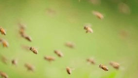 swarm of honey bee flying in  spring field slow motion 4k clip