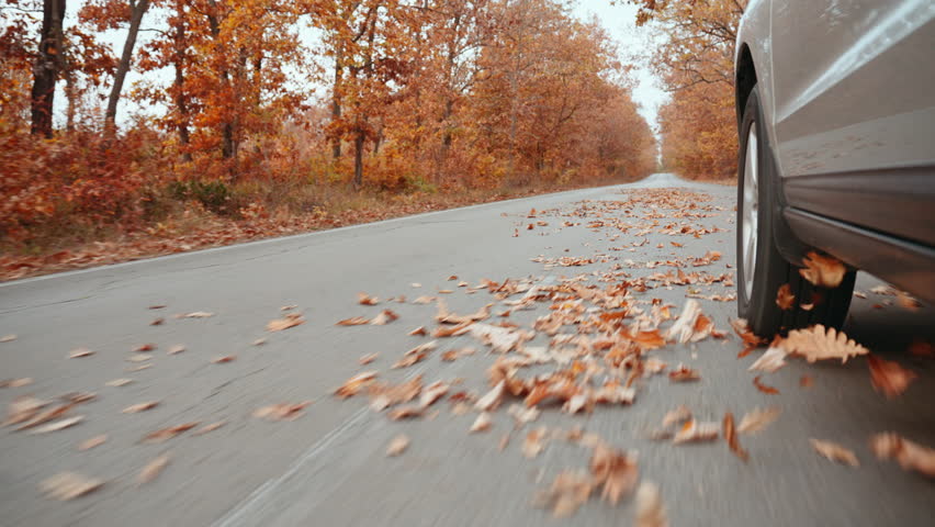 Golden autumn leaves scatter from under wheels of car at high speed slow motion along highway on asphalt against background of yellowed autumn trees in light of sunset rays in autumn