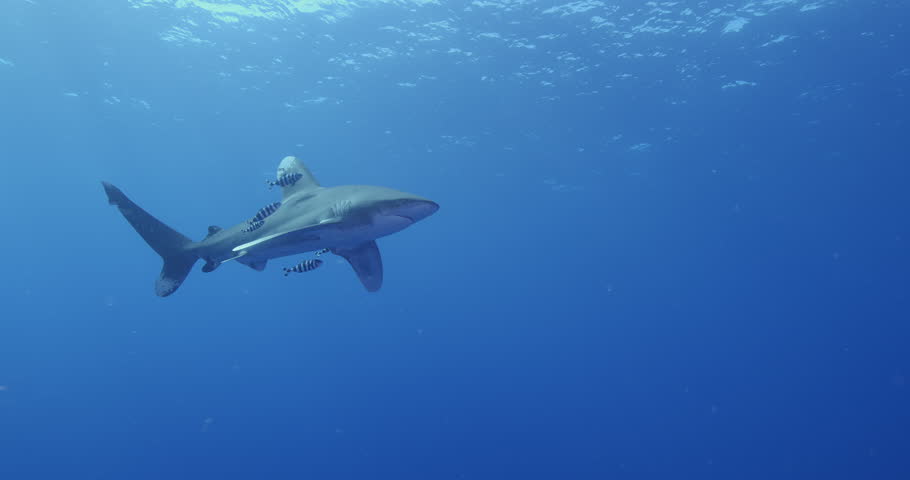 The oceanic whitetip shark swimming in the blue water  Carcharhinus longimanus  Royalty-Free Stock Footage #1099124565