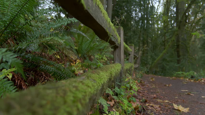 Moving through a lush and fallen leaf in beautiful autumn forest in Oregon. Wide footage. Move camera