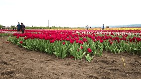 Rural views of tulip fields seen from above. Spring tulips floral tulip bunch. colorful flowers in Spring . yellow, orange and red tulips in bloom. Drone flies over colorful tulip fields on a sunny