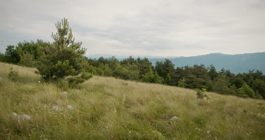 A shot of a ladscape on mountainTrstelj. Late summer yellow grass, conifers in the backgroud and other mountains. In grass are visible some karst rocks.