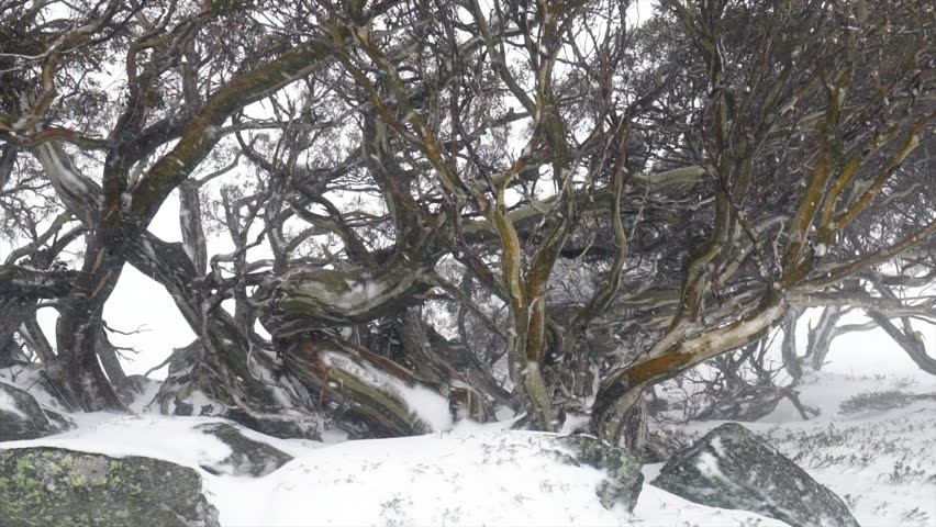 Australia Snow Gum Snowy Tree White out Winter peaceful beautiful Perisher Thredbo Aussie by Taylor Brant Film