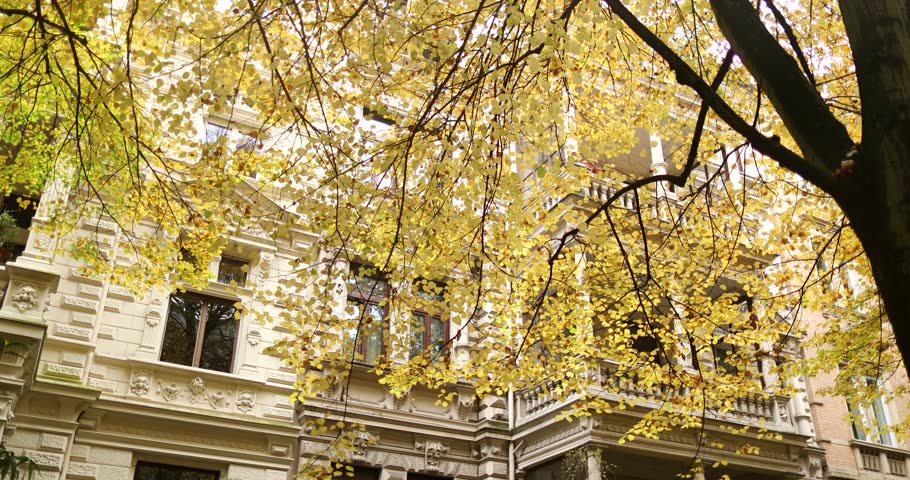 Elegant white mansion covered by golden autumn tree, luscious green bush. High quality 4k footage