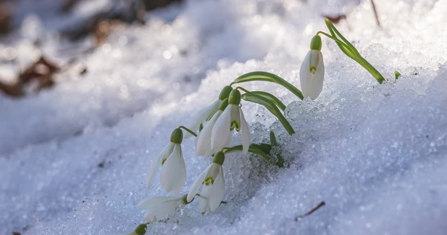 Snowdrop flowers blooming in sunny spring forest nature and snow melting fast in Time lapse background 4k UHD Royalty-Free Stock Footage #1099139301