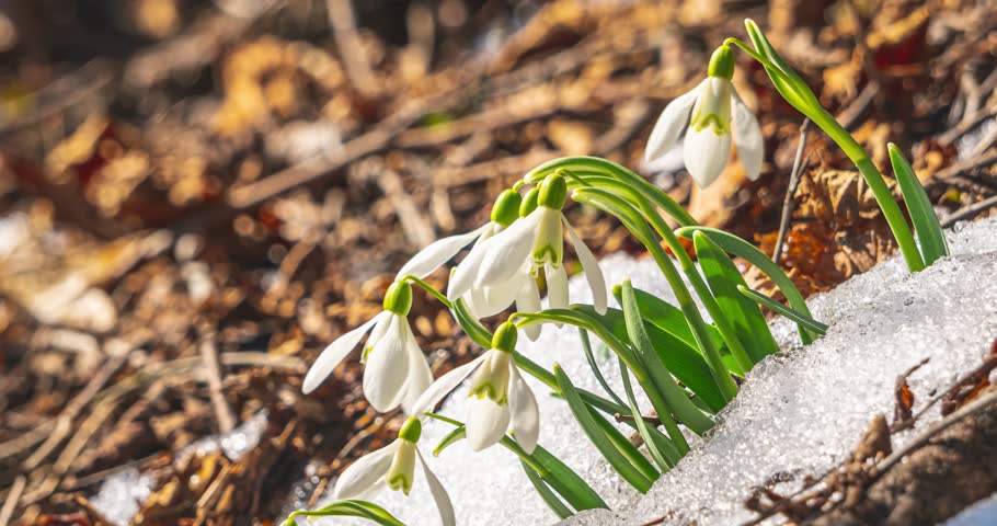 Snowdrop flowers blooming in sunny spring forest nature and snow melting fast in Time lapse background 4k UHD | Shutterstock HD Video #1099139301