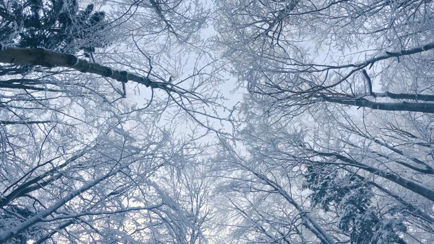 Reveal of frozen forest trees in cold winter nature background | Shutterstock HD Video #1099139305