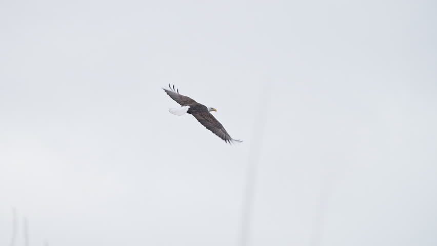 Bald Eagle flying through the sky in slow motion over tree tops.